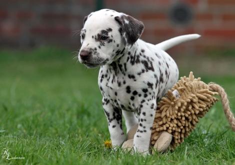 Christi ORMOND Right beside You | male, colour white - liver (collar yellow)