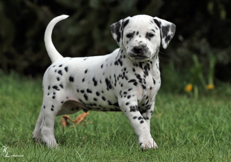 Christi ORMOND Route 66 | male, colour white - black (collar green)