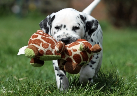 Christi ORMOND Route 66 | male, colour white - black (collar green)