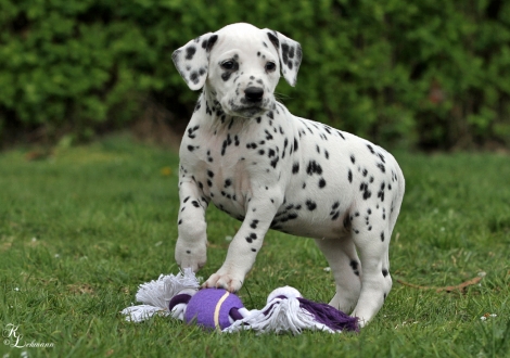 Christi ORMOND Real Diamond | female, colour white - black (collar orange)