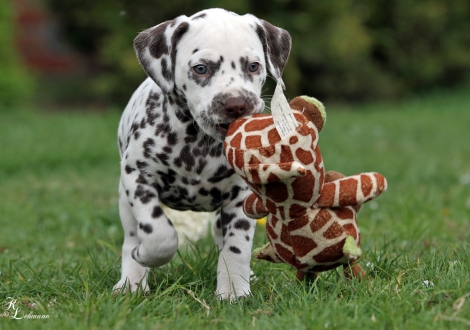 Christi ORMOND Release Me | female, colour white - liver (collar red)