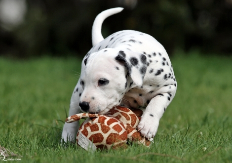 Christi ORMOND Raise me Up