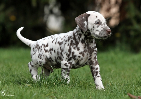 Christi ORMOND Ring of Fire