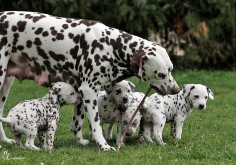 Mother Christi ORMOND First Fairytale with her puppies