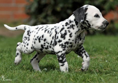 Christi ORMOND Rush Hour