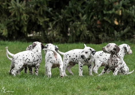 Photo Impression of 6th week Christi ORMOND R - Litter