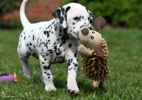 Christi ORMOND Route 66