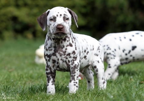 Christi ORMOND Roman Empire