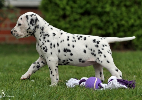 Christi ORMOND Real Diamond