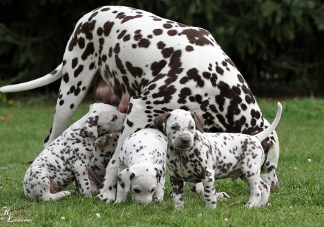 Mother Christi ORMOND First Fairytale with her puppies
