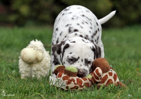 Christi ORMOND Release Me