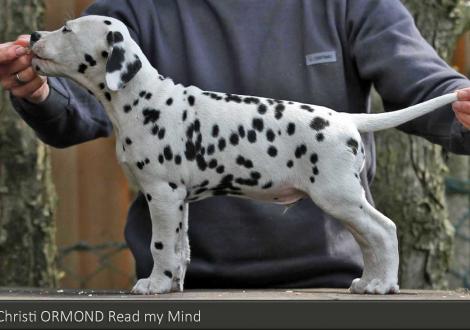 Christi ORMOND Read my Mind | male