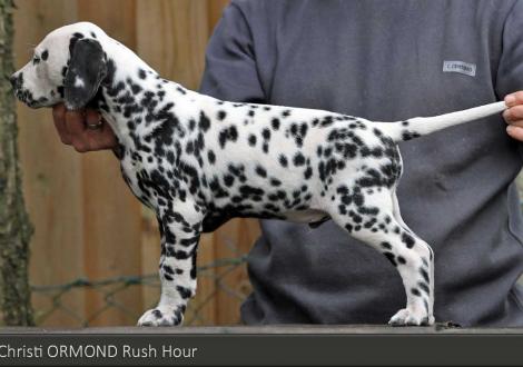 Christi ORMOND Rush Hour | male