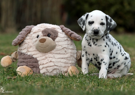 Christi ORMOND Qualified for Gold | Rüde, Farbschlag weiss - schwarz (Halsband Blau)