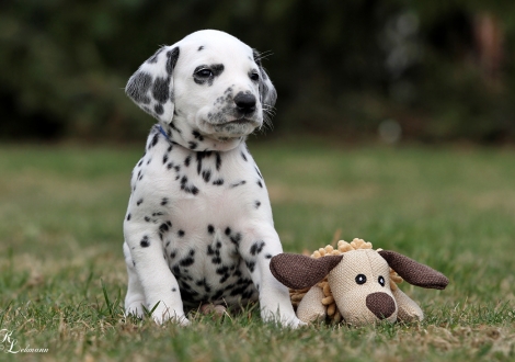 Christi ORMOND Qualified for Gold | Rüde, Farbschlag weiss - schwarz (Halsband Blau)