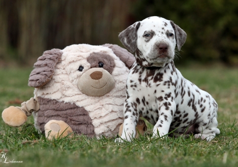 Christi ORMOND Quo Vadis | Rüde, Farbschlag weiss - braun (Halsband Grün)