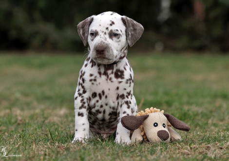 Christi ORMOND Quo Vadis | Rüde, Farbschlag weiss - braun (Halsband Grün)