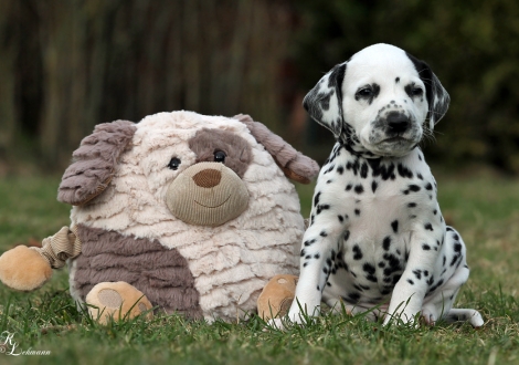 Christi ORMOND Quad Racer | Rüde, Farbschlag weiss - schwarz (Halsband Schwarz)