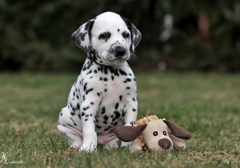 Christi ORMOND Quad Racer | Rüde, Farbschlag weiss - schwarz (Halsband Schwarz)