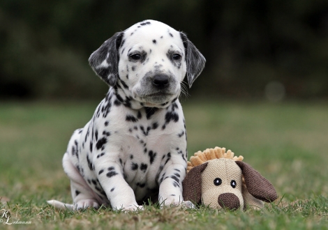 Christi ORMOND Quality Time | Hündin, Farbschlag weiss - schwarz (Halsband Gelb)