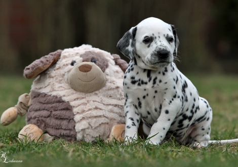 Christi ORMOND Queen of Adventure | Hündin, Farbschlag weiss - schwarz (Halsband Rosa)