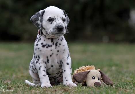 Christi ORMOND Queen of Adventure | Hündin, Farbschlag weiss - schwarz (Halsband Rosa)