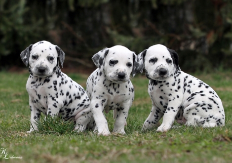 Links Christi ORMOND Quality Time, mittig Christi ORMOND Qualified for Gold und rechts Christi ORMOND Quad Racer