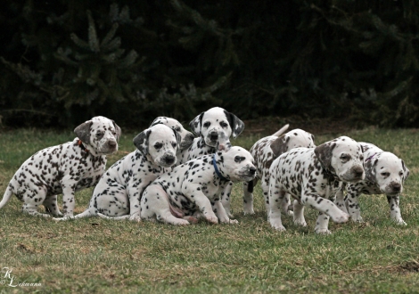 Impression Christi ORMOND Q - Wurf