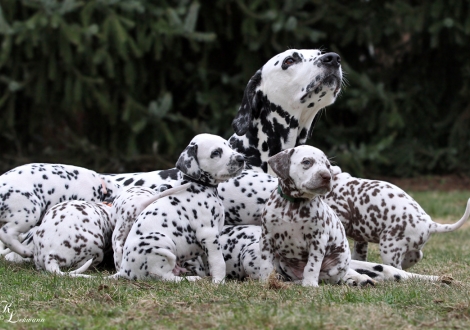 Christi ORMOND Journey To Adventure mit ihrem Christi ORMOND Q - Wurf 5. Lebenswoche