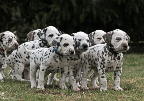 Impression Christi ORMOND Q - Wurf