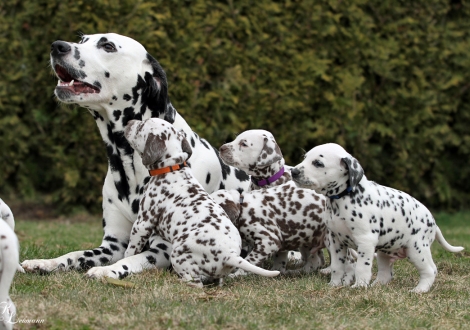 Christi ORMOND Journey To Adventure mit ihrem Christi ORMOND Q - Wurf 5. Lebenswoche