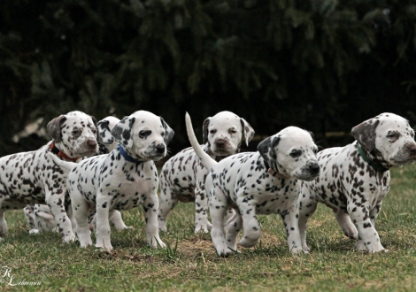 Impression Christi ORMOND Q - Wurf