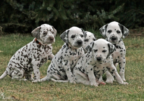 Impression Christi ORMOND Q - Wurf