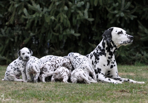 Christi ORMOND Journey To Adventure mit ihrem Christi ORMOND Q - Wurf 5. Lebenswoche