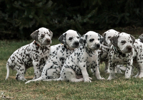 Impression Christi ORMOND Q - Wurf