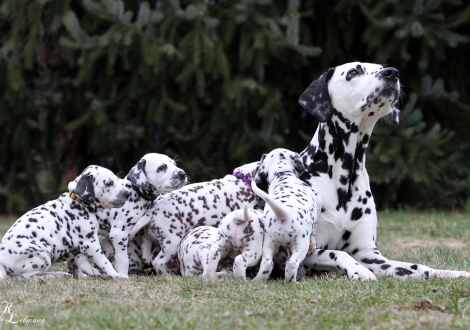 Christi ORMOND Journey To Adventure mit ihrem Christi ORMOND Q - Wurf 5. Lebenswoche