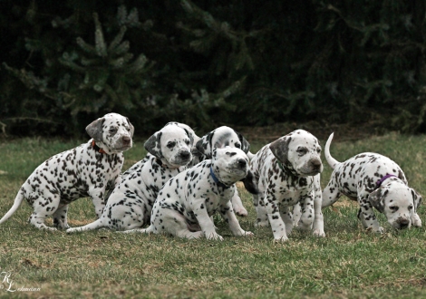 Impression Christi ORMOND Q - Wurf