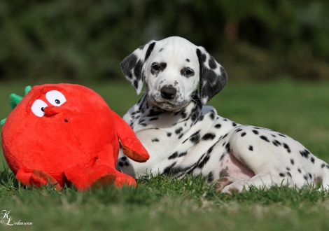 Christi ORMOND Qualified for Gold | Rüde