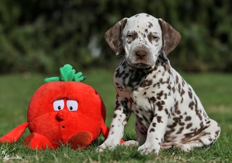 Christi ORMOND Quo Vadis | Rüde