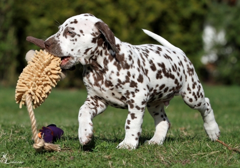 Christi ORMOND Quo Vadis | Rüde