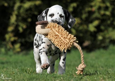 Christi ORMOND Quad Racer | Rüde