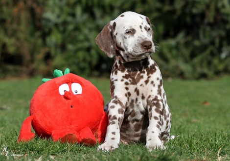 Christi ORMOND Quiet Moon | Rüde