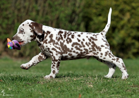 Christi ORMOND Quiet Moon | Rüde