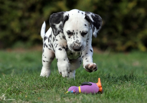 Christi ORMOND Queen of Adventure | Hündin