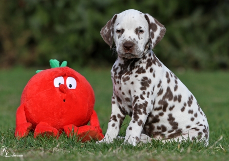 Christi ORMOND Question of Honour | Hündin