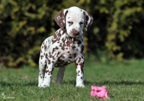 Christi ORMOND Question of Honour | Hündin