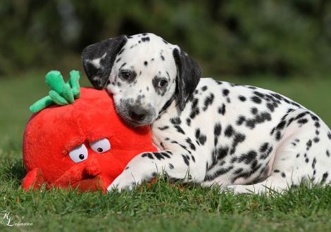 Christi ORMOND Quality Time | Hündin