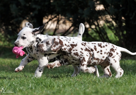 Christi ORMOND Qualified for Gold und Christi ORMOND Question of Honour