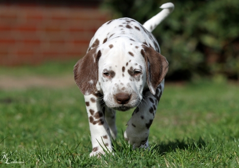 Christi ORMOND Quiet Moon