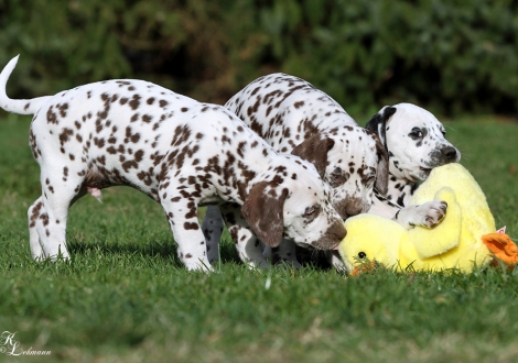 Christi ORMOND Quo Vadis, Christi ORMOND Quest for Happiness und Christi ORMOND Queen of Adventure